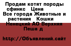 Продам котят породы сфинкс › Цена ­ 4 000 - Все города Животные и растения » Кошки   . Ненецкий АО,Верхняя Пеша д.
